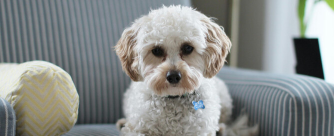 Pet Trusts in California