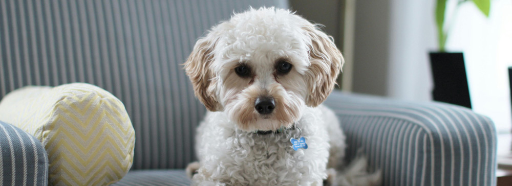 Pet Trusts in California