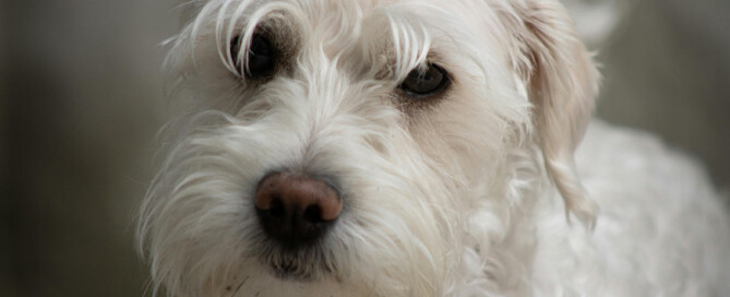 Planning for Your Pets: How to Protect Your Companion Animals Through a Pet Trust